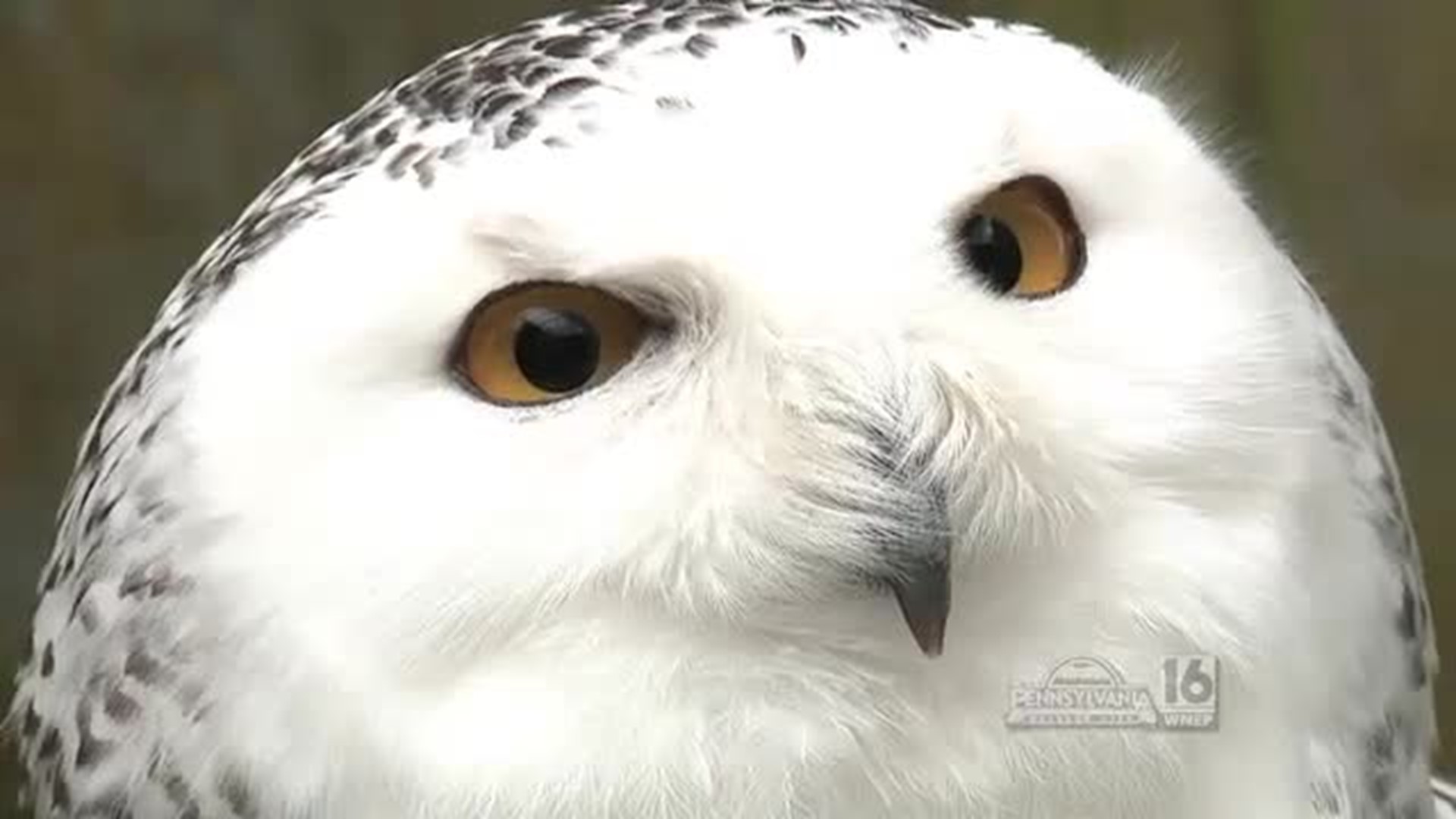 Delaware Valley Raptor Center Snowy Owl