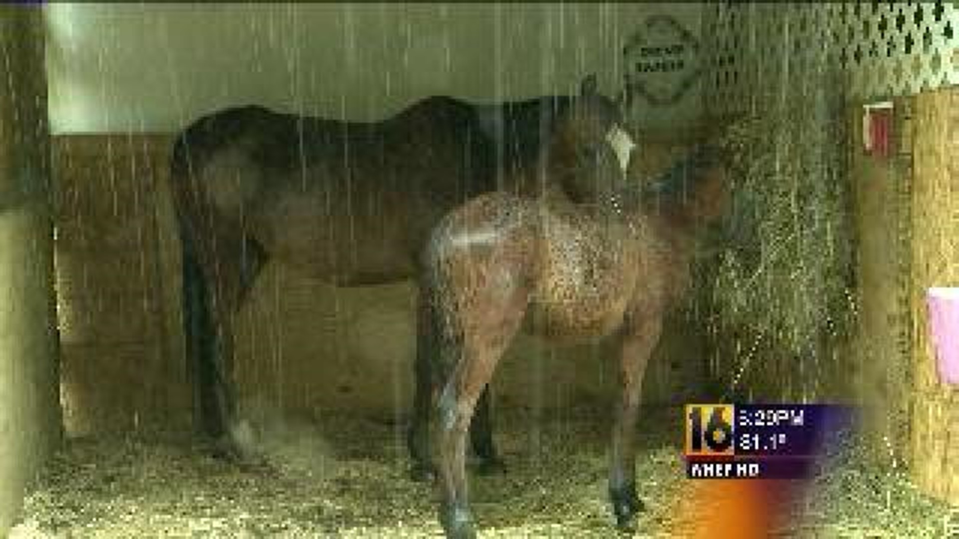 woman charged with animal cruelty