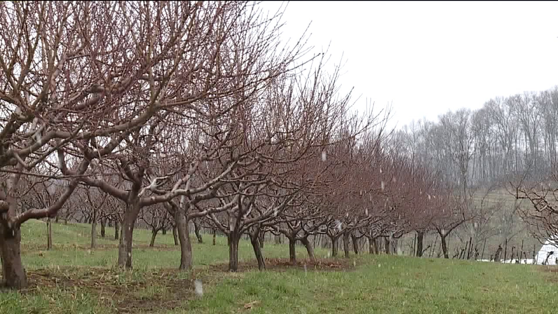 Chilly Weather Delays Fruit Farms