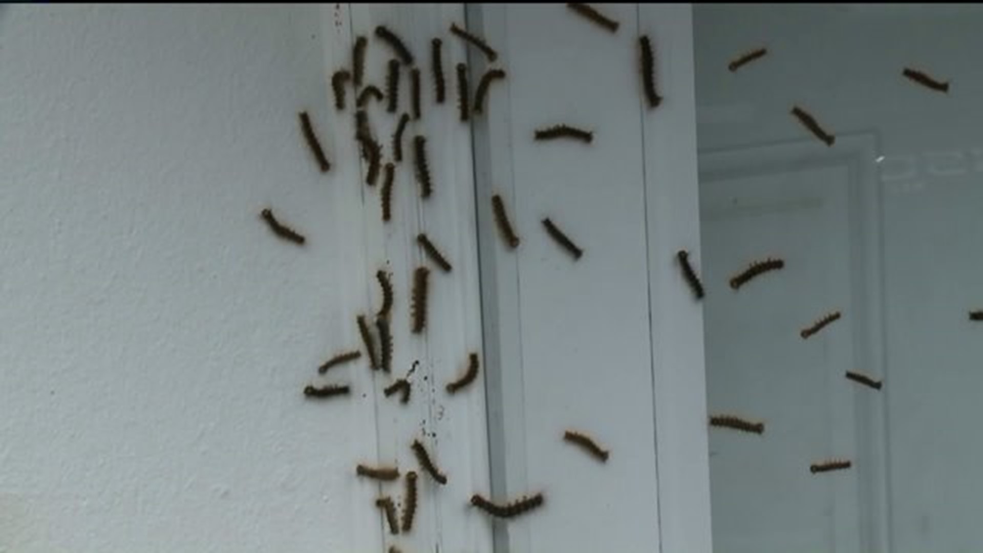 Luzerne County Urges Folks With Gypsy Moth Caterpillar Infestation To Call