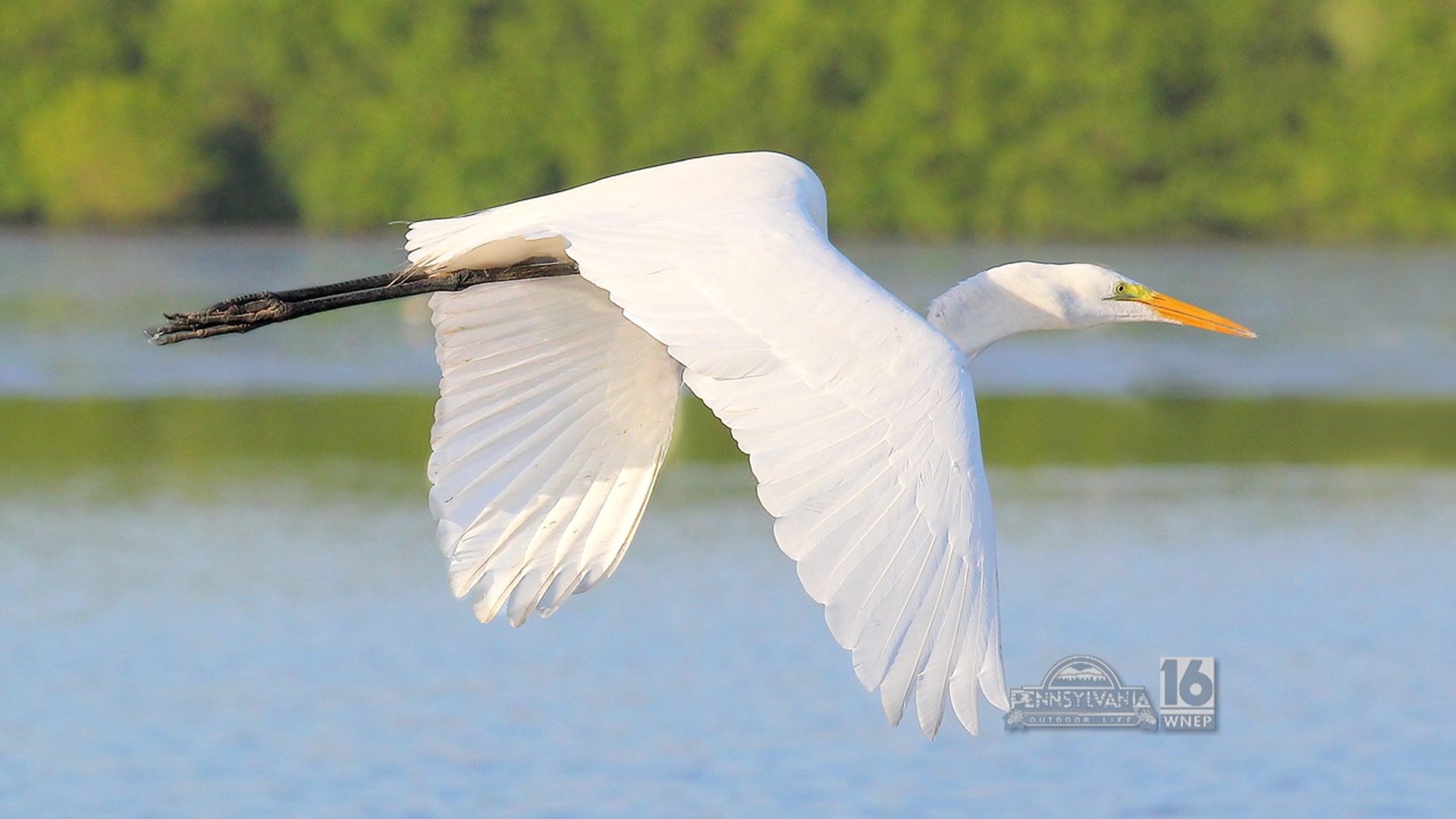 An amazing egret stop over along the Susquehanna River in Plymouth.