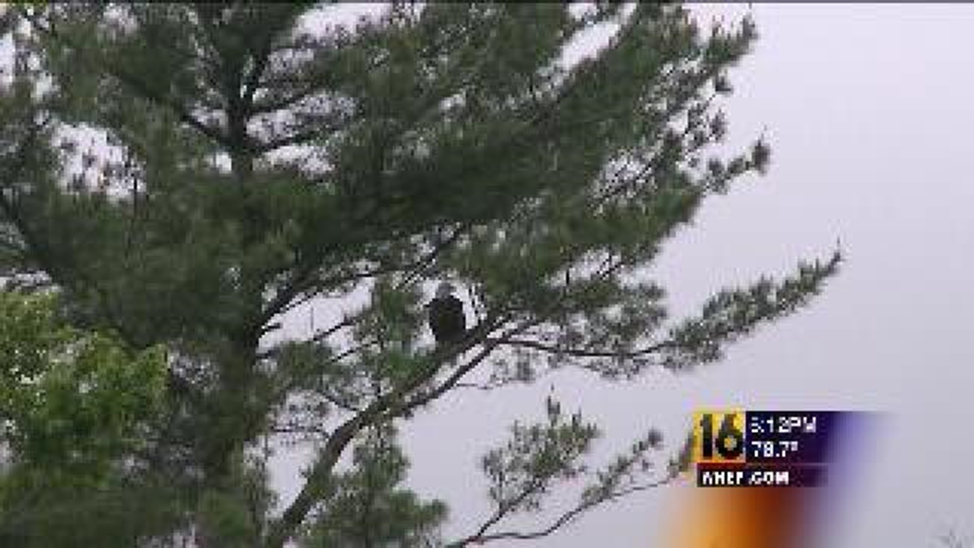 Island Off Limits for Nesting Eagles