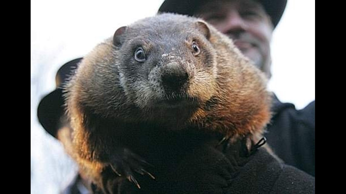 Groundhog Day 2018 Punxsutawney Phil Sees Shadow More Winter To Come Wnep Com