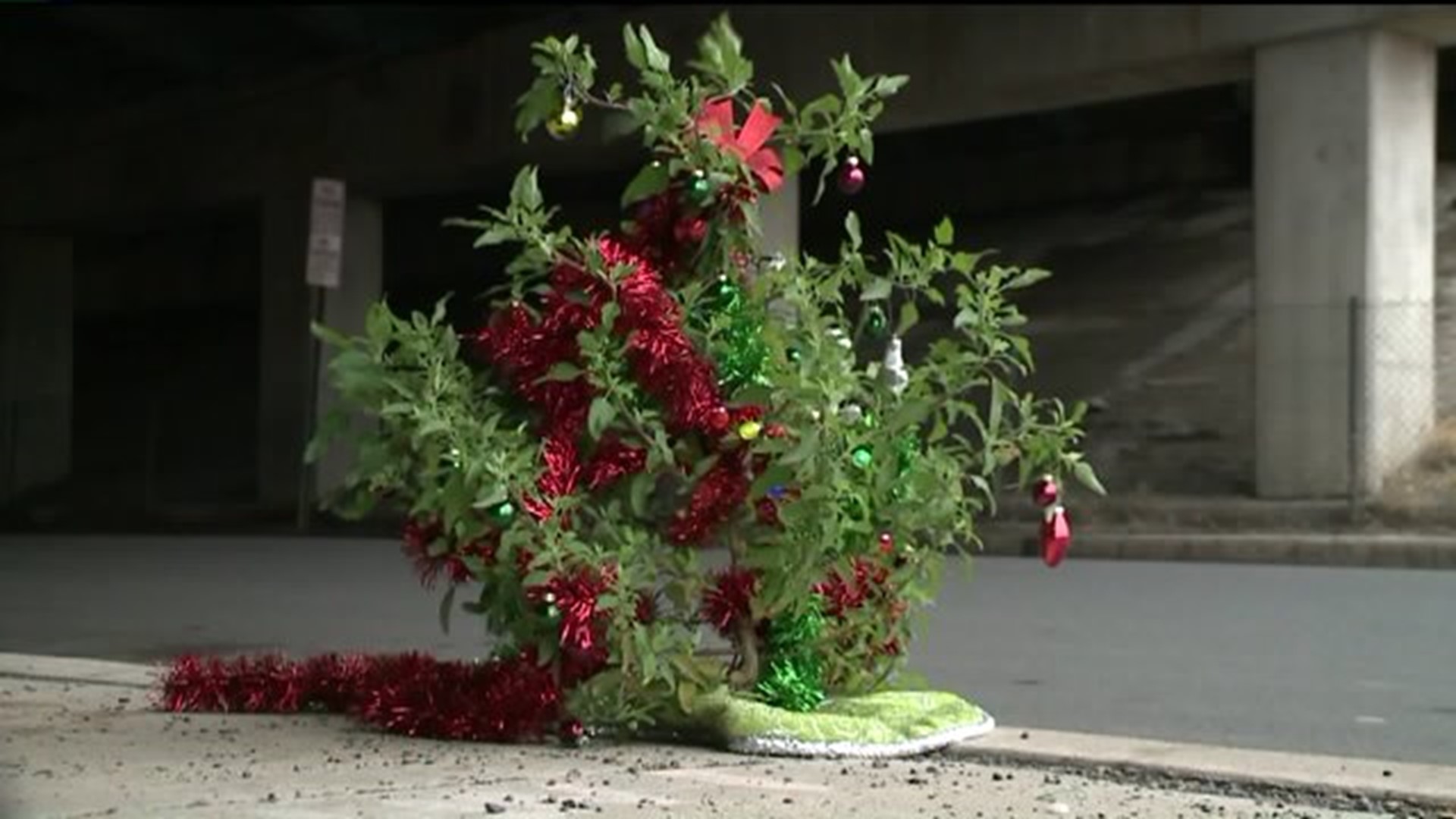 Someone Decorated a Weed in Luzerne County for Christmas