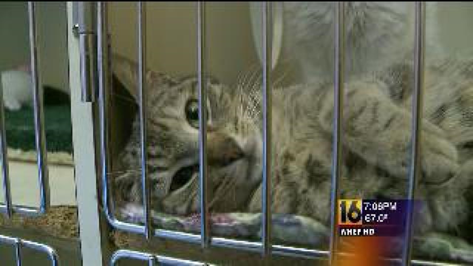 New Addition to Lycoming County SPCA
