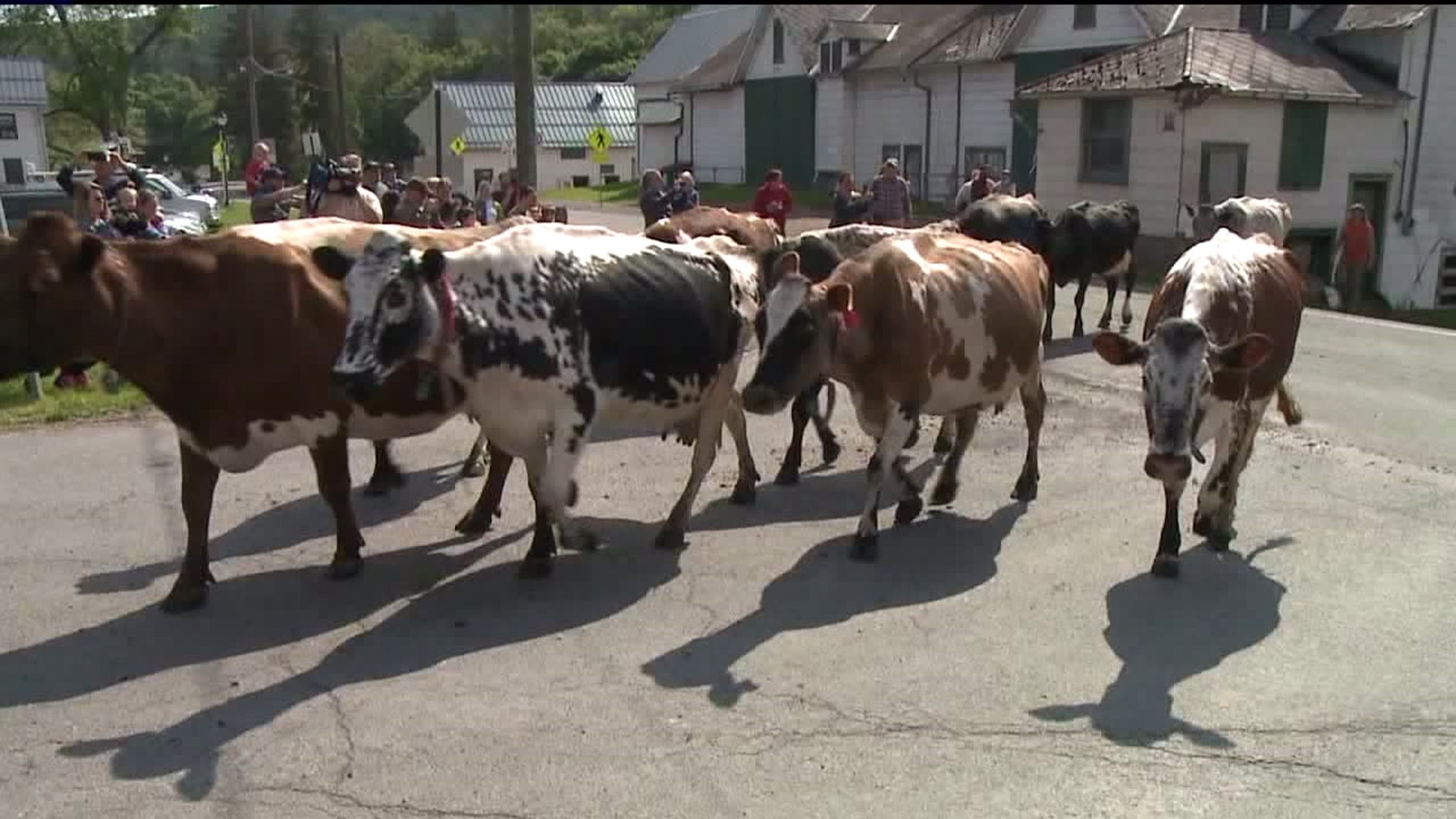 Final Crossing of the Cows at Hillside Farms