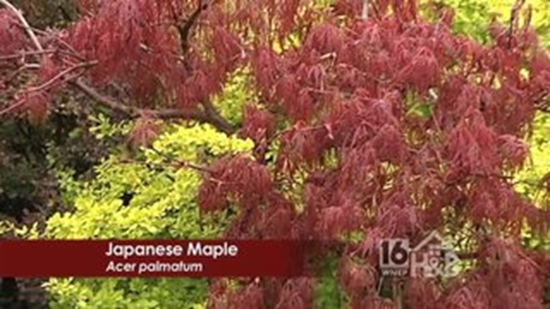 Japanese Maples 101