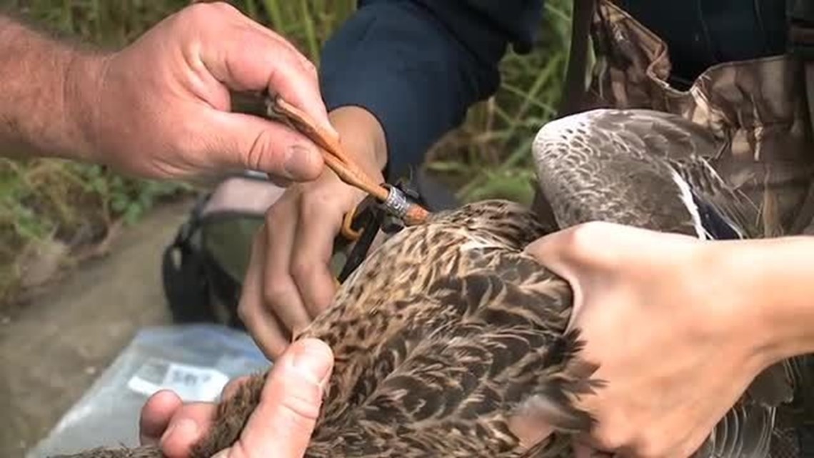 Duck Banding | wnep.com