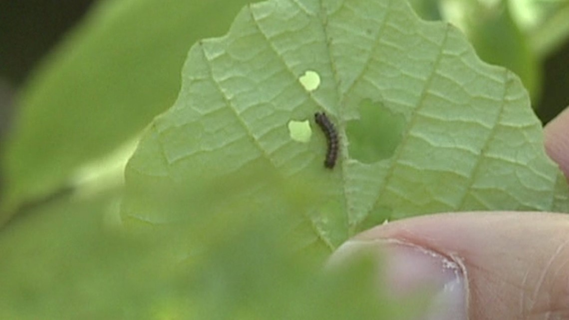 Gypsy moth sprays proposed in Kitsap