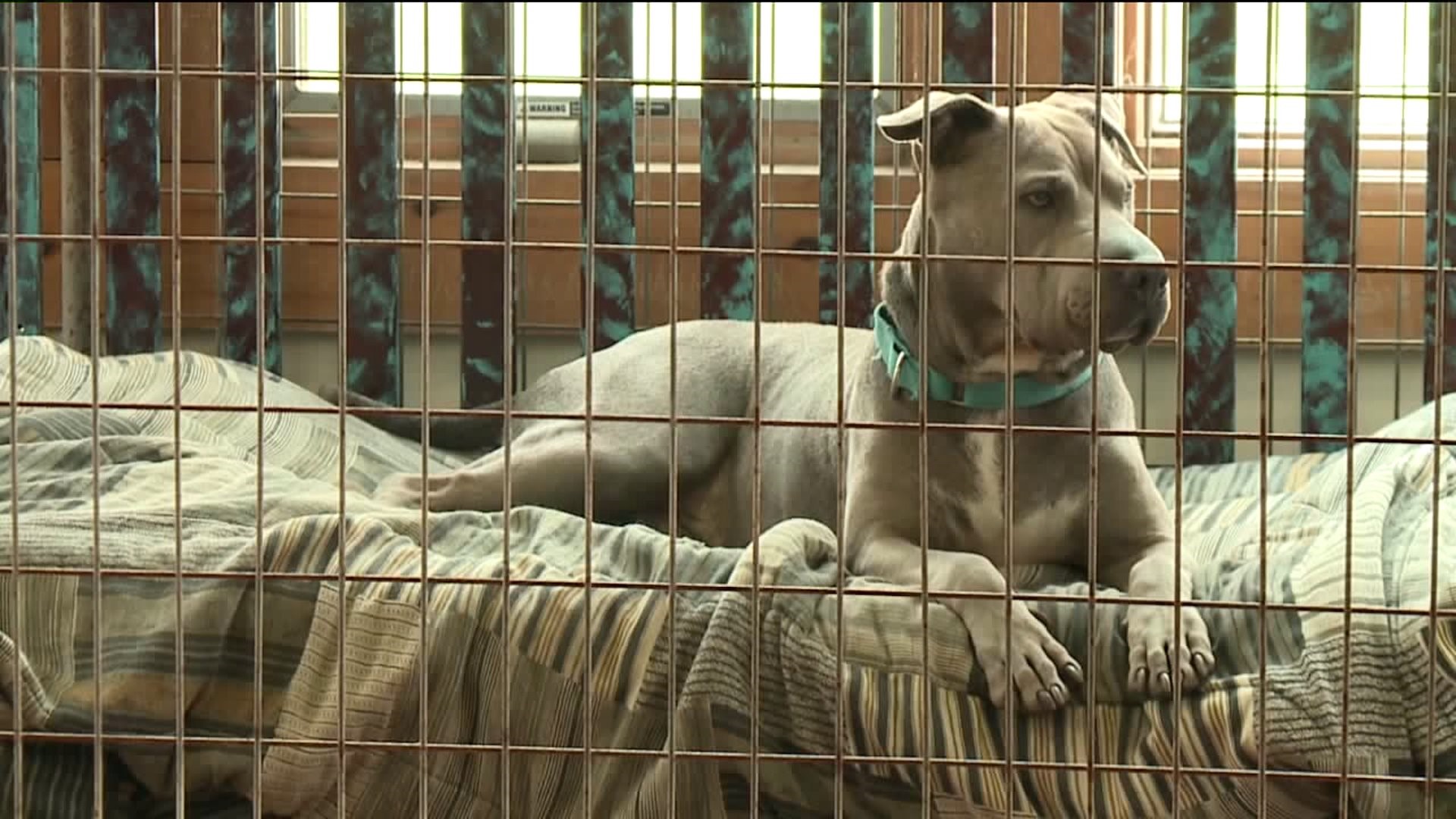 Free Adoptions at Animal Shelter in Susquehanna County