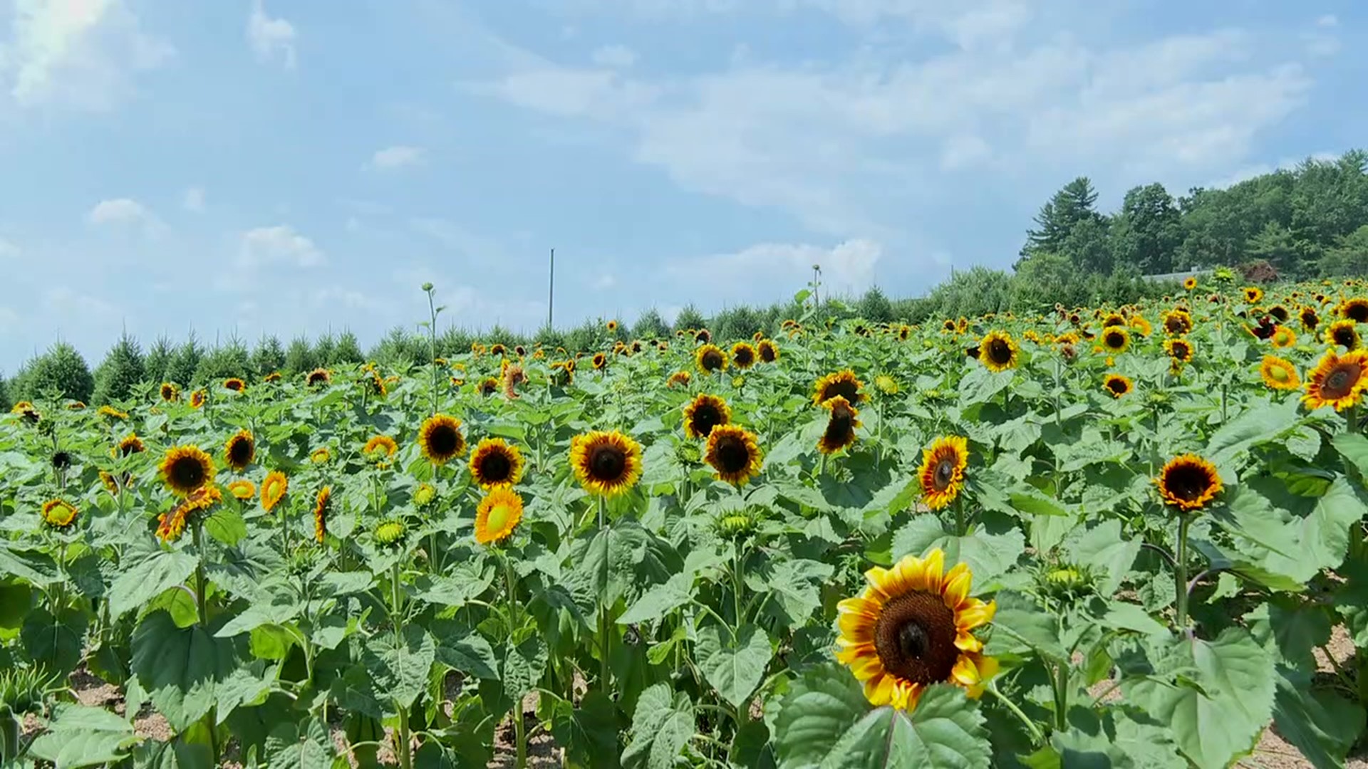 The Sunflower Festival takes place the next two weekends in Carbon County.