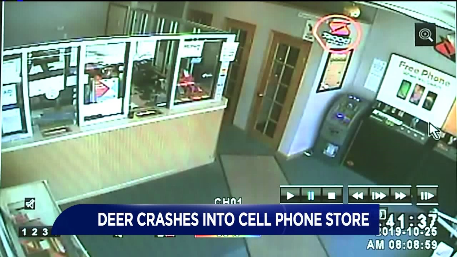 Deer Crashes into Cell Phone Store