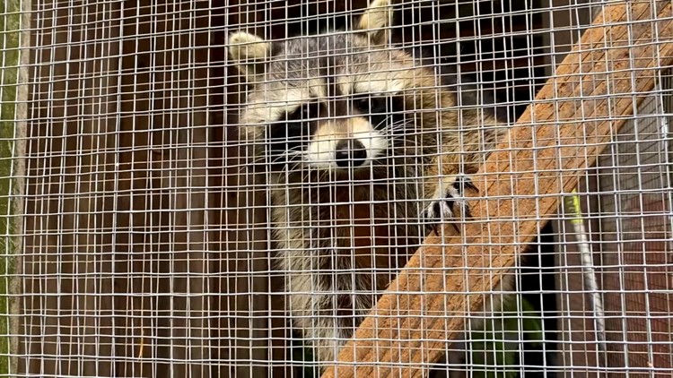 Red Creek Wildlife Center reopens in Schuylkill County