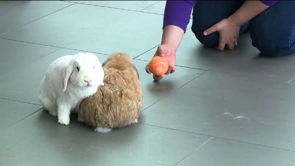 Pet Talent Show in Luzerne County