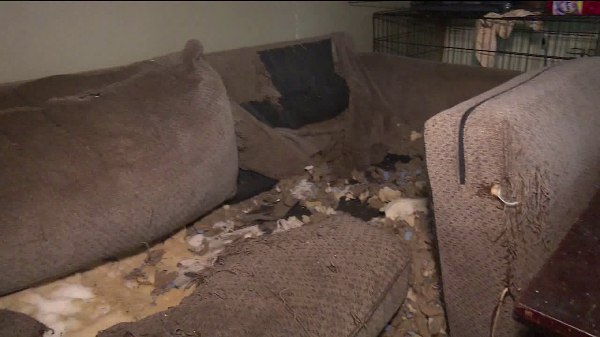 Pets Found in Filthy Conditions, Homeowner Arrested