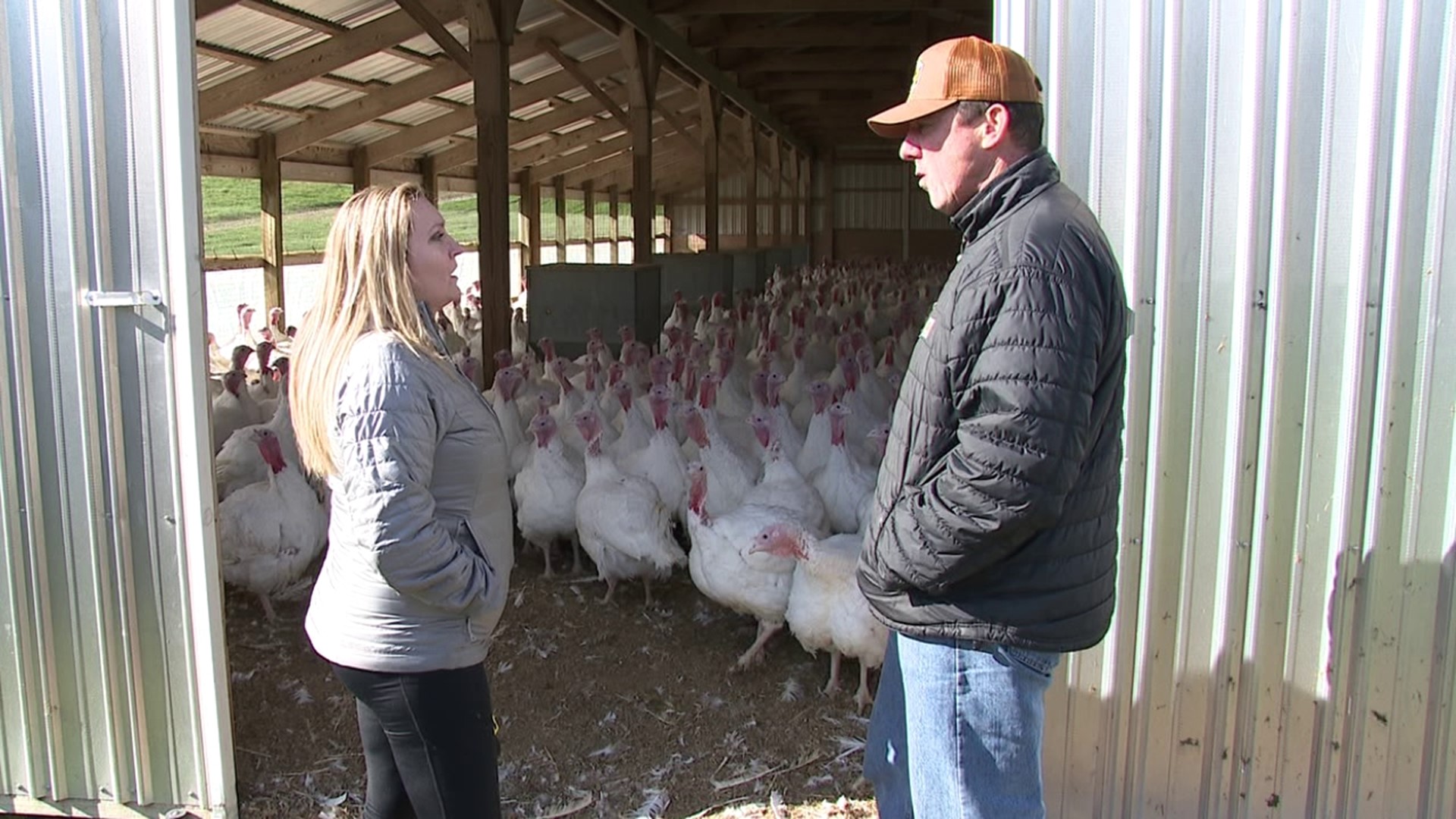 Pallman Farms getting ready for busy season of turkeys | wnep.com