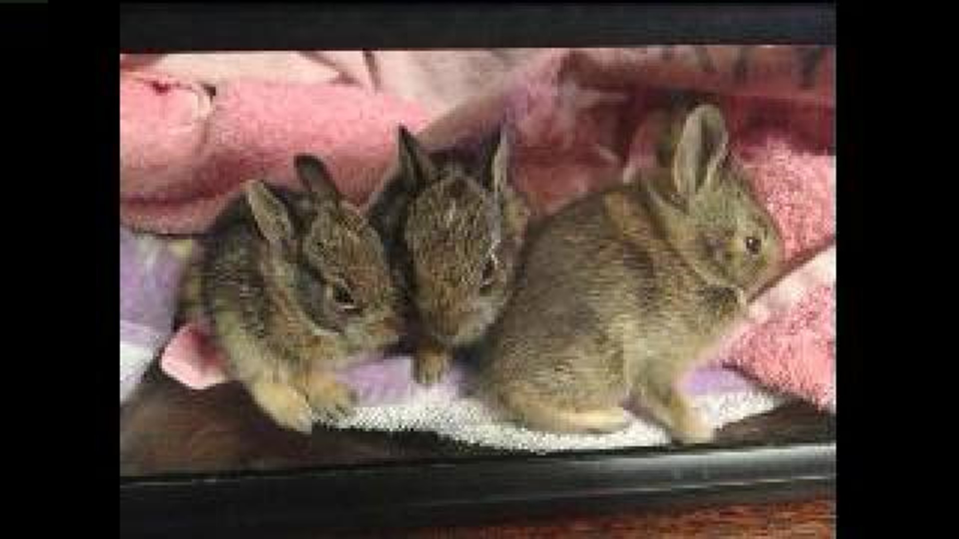 Bunnies Rescued From Cruelty At Football Game