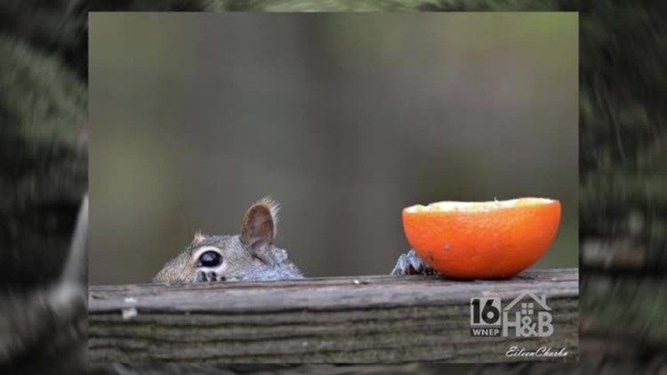 Home Backyard Wnep Com