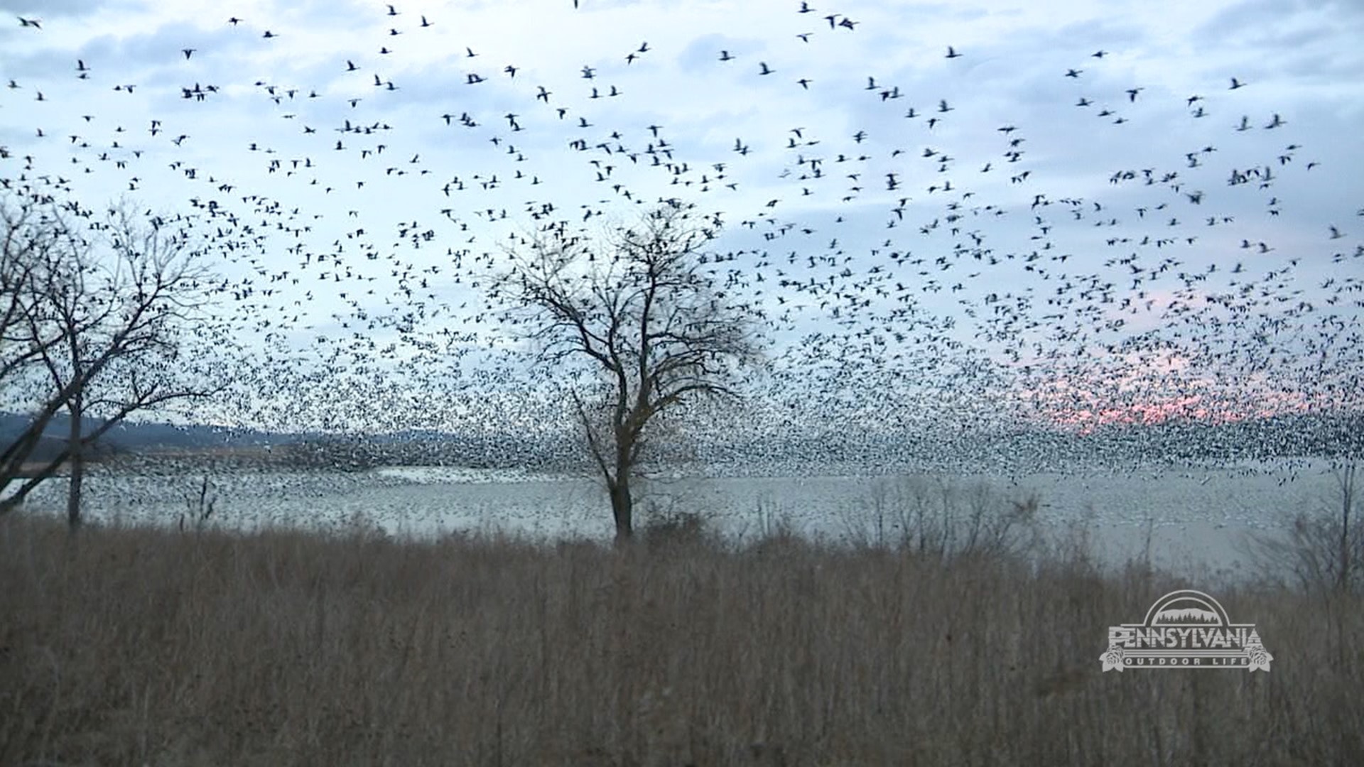 The annual snow goose migration is underway but it might not last long.