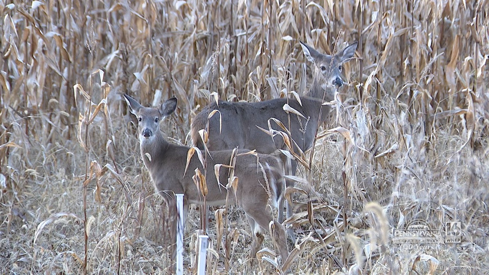 Staying safe and legal during this years rifle deer season.