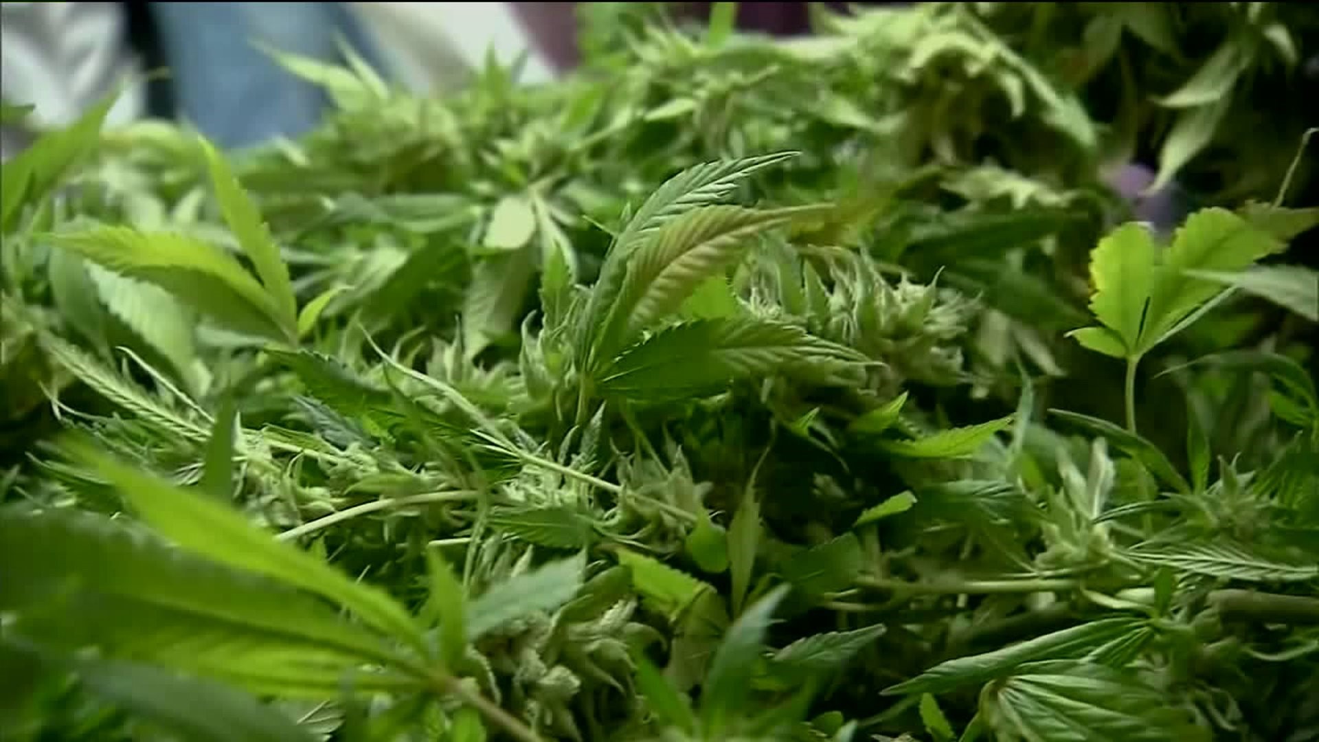 State Lawmakers Unveil Bill to Legalize Recreational Marijuana