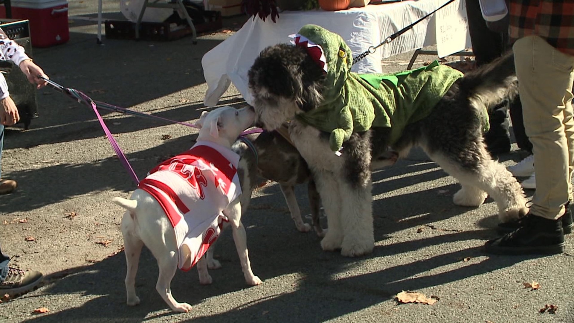 The Honesdale Rotary hosted a Halloween Pet 'Paw-Rade' Saturday at Central Park in the borough.