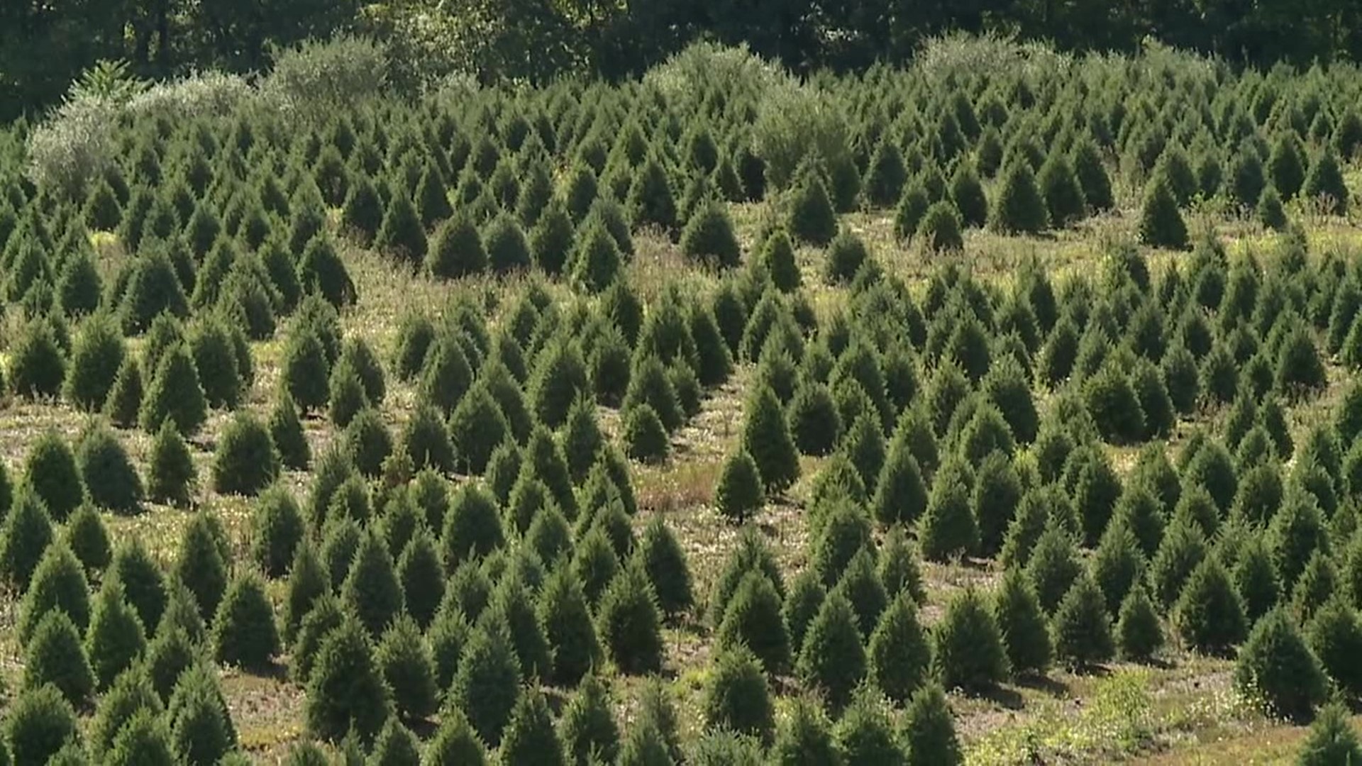 Christmas Trees in Lycoming County are experiencing little to no growth because of the lack of rain in the area.