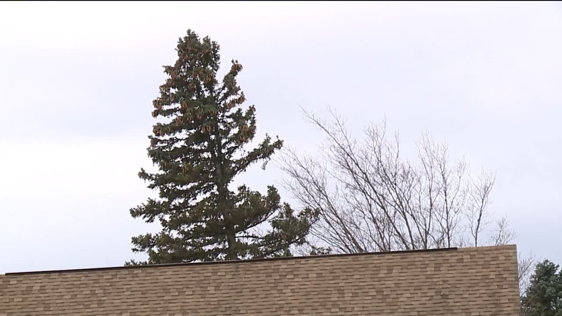 Wind Knocks out Power in Wayne County