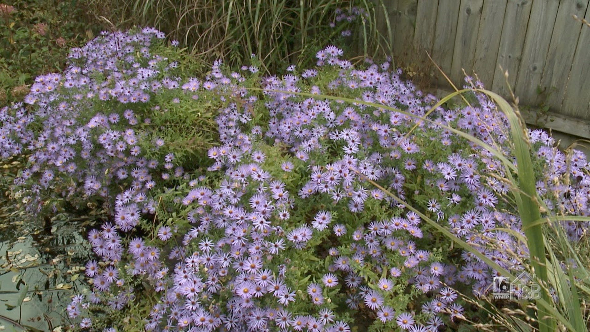 Late Flowering Fall Plants