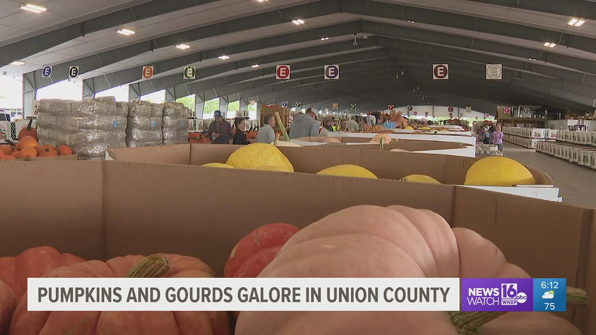 Many of the pumpkins and gourds you buy come from an auction in Union County.