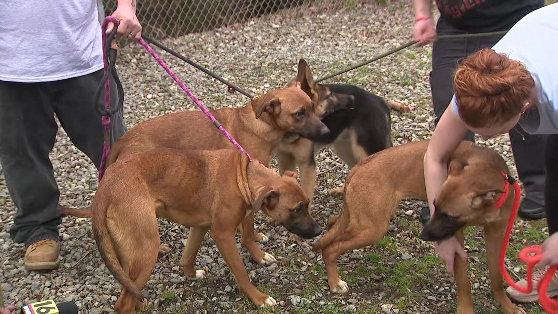 Four of the dogs have been found and taken to an animal shelter; two others remain missing.