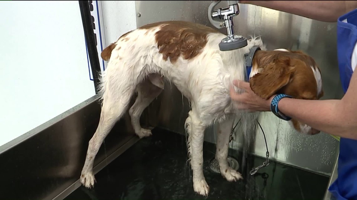 Barks and Bubbles in Wayne County