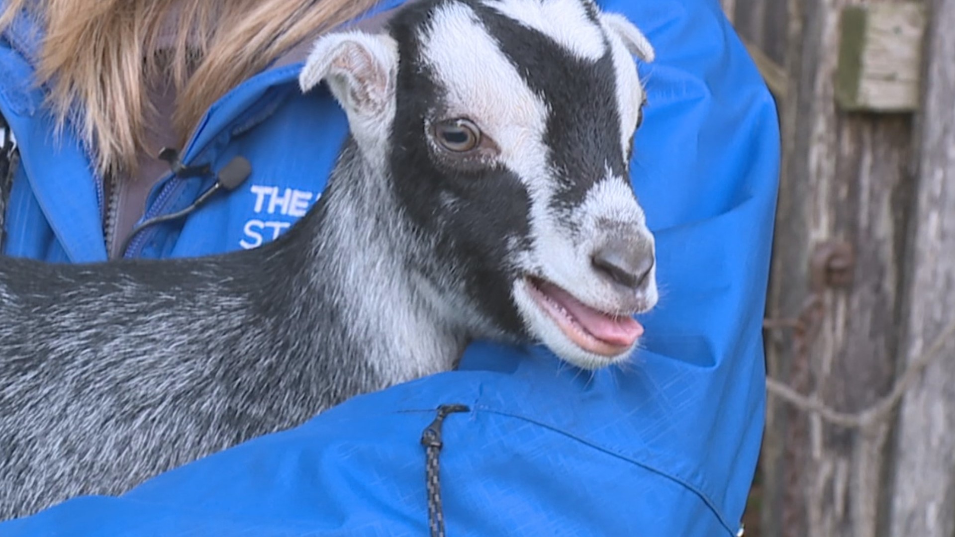 A farm in the Poconos is inviting you to get up close and personal with some of its furrier residents. 
It's all about preserving Pennsylvania's farming heritage.