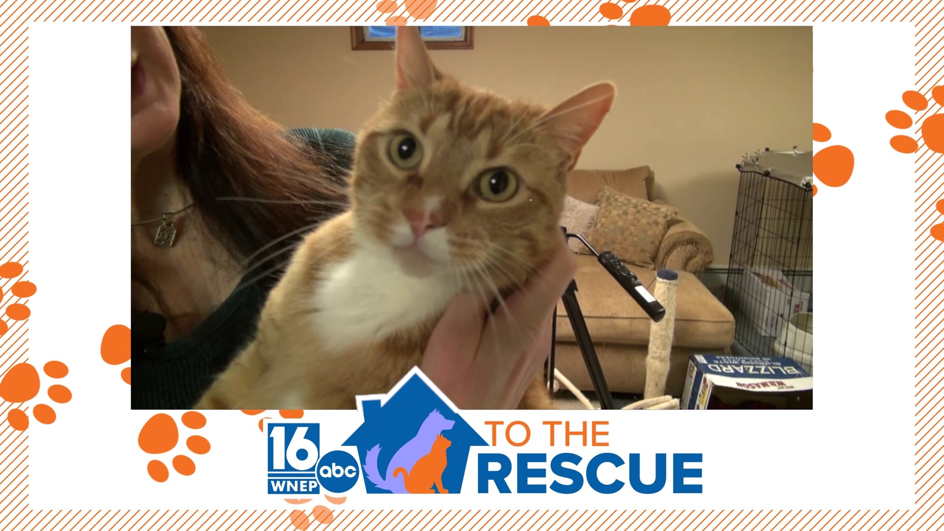 In this week's 16 to the Rescue, we meet an orange tabby cat who loves everyone and whose favorite pastime is doing nothing.