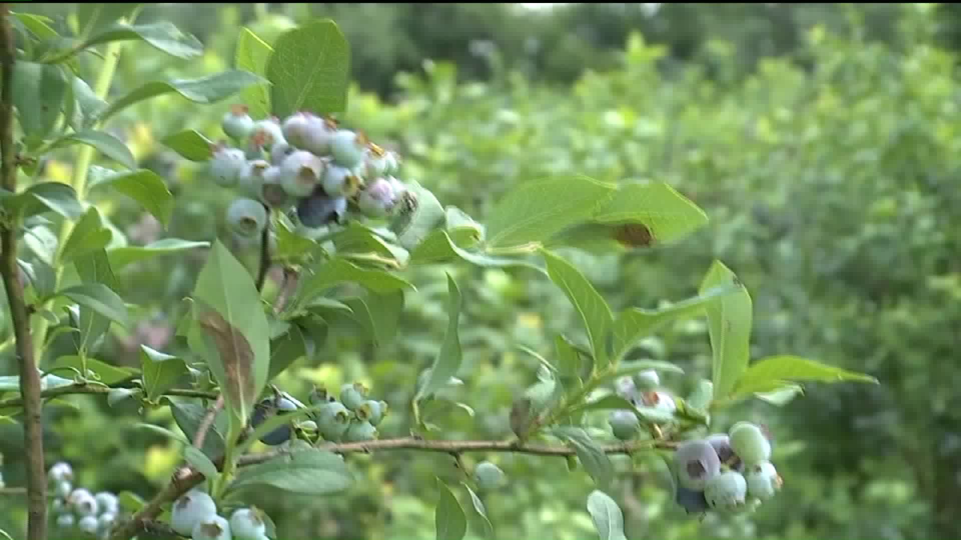 Blueberry Picking Season is Here