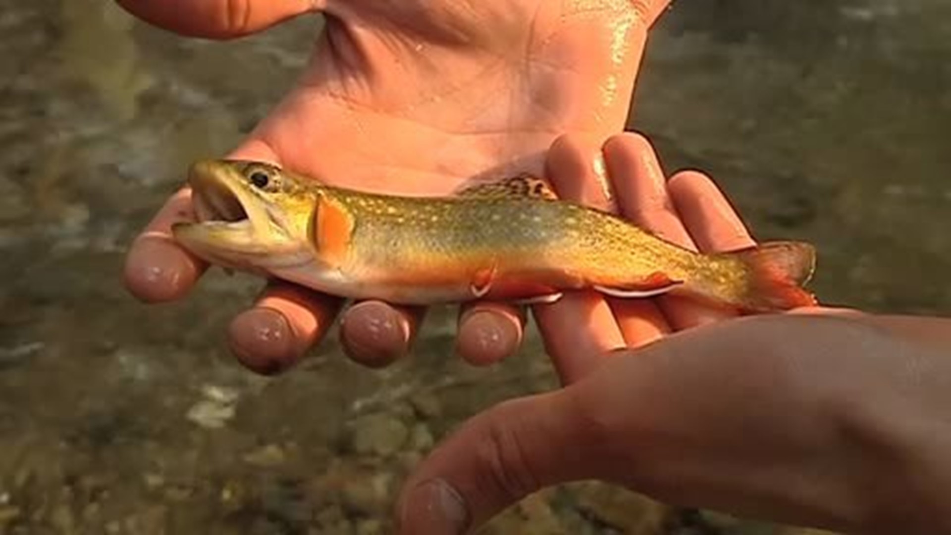 Native Brook Trout Fishing #2