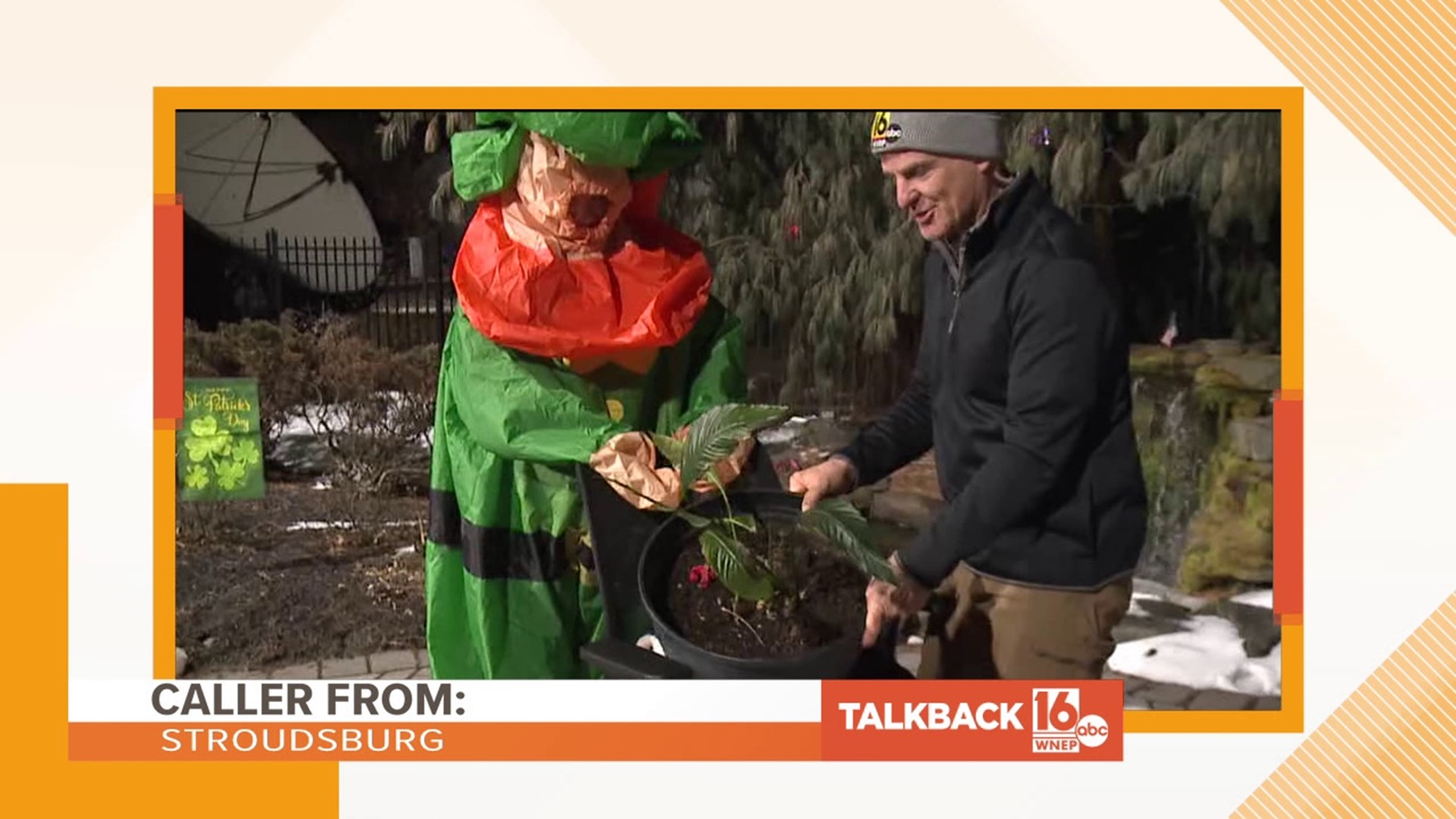 Callers are commenting on how to resurrect the plant shown on Newswatch 16 This Morning.