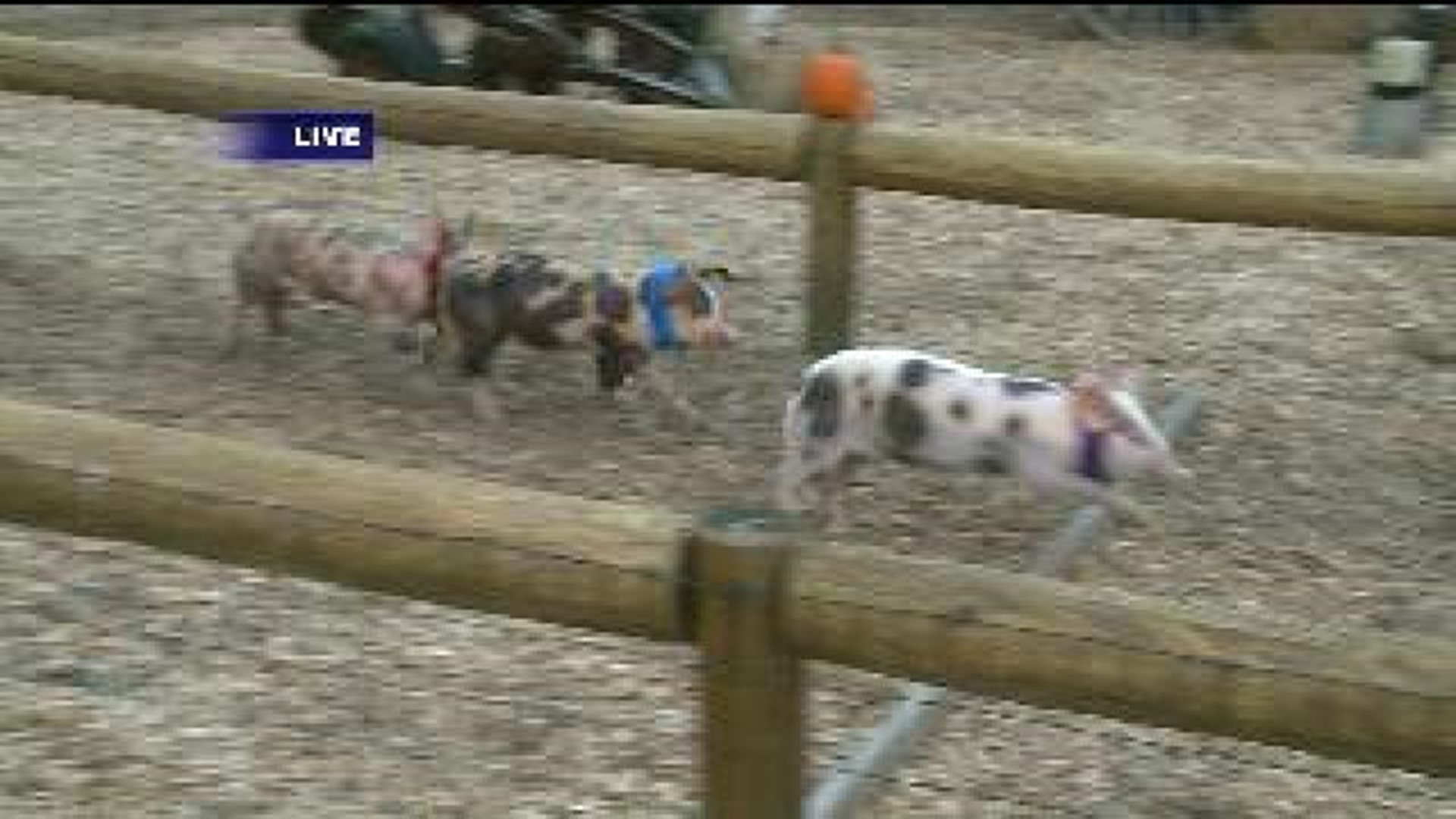 Activities for Autumn:  Fall Fun & Pig Races