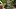 Weed of the week | Talkback Feedback