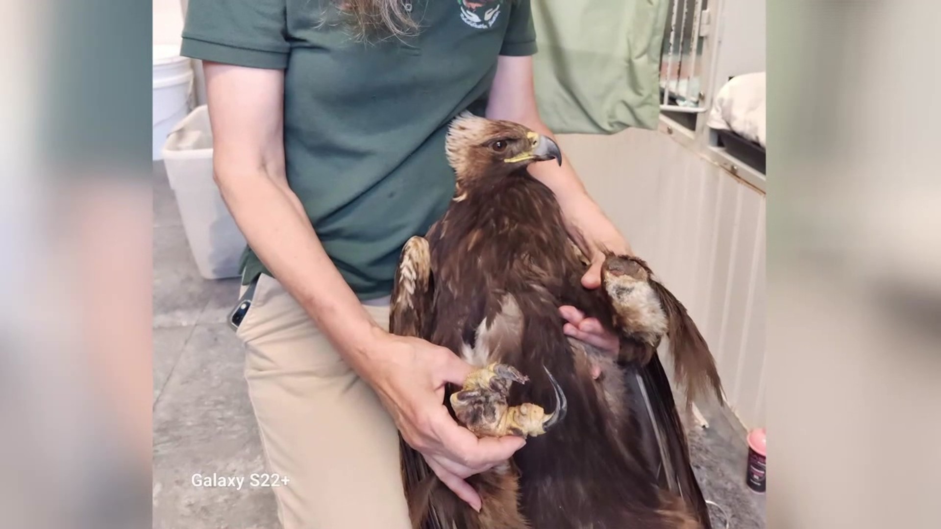 The U.S. Fish and Wildlife Service says it is against regulations to release an eagle with only one foot.