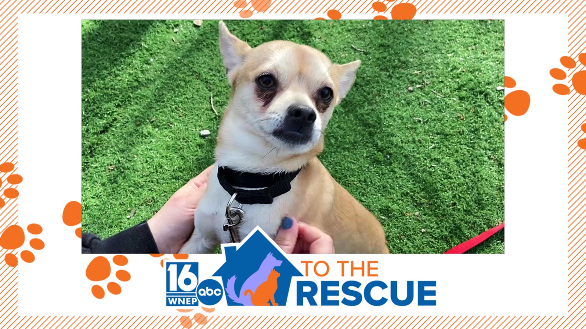 In this week's 16 To The Rescue, we meet a 2-year-old Chihuahua/mix who is looking for a new home.