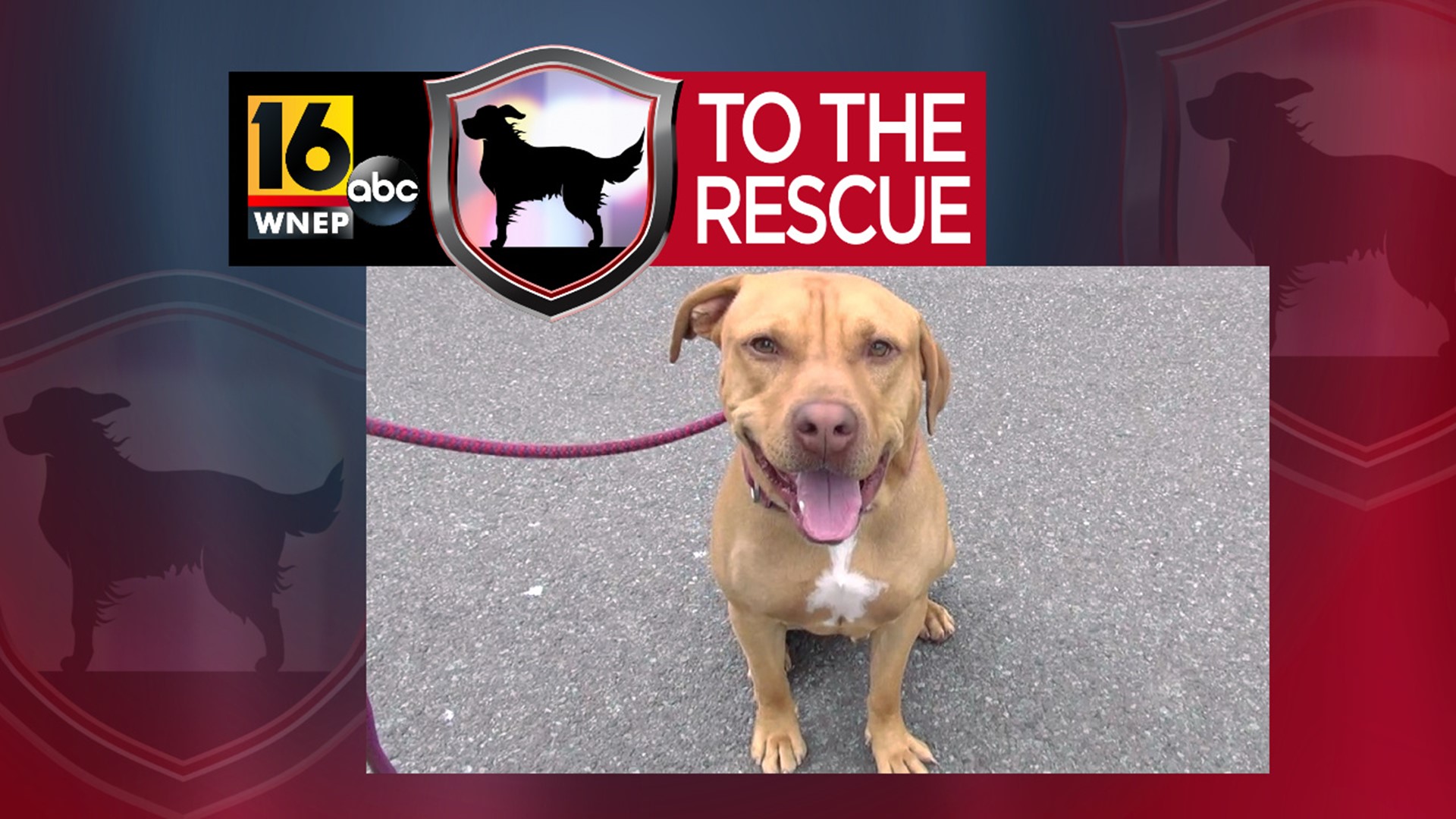 In this week's 16 To The Rescue we meet a 2-year-old pit bull/mix who needs the right family who can love and respect his quirks.