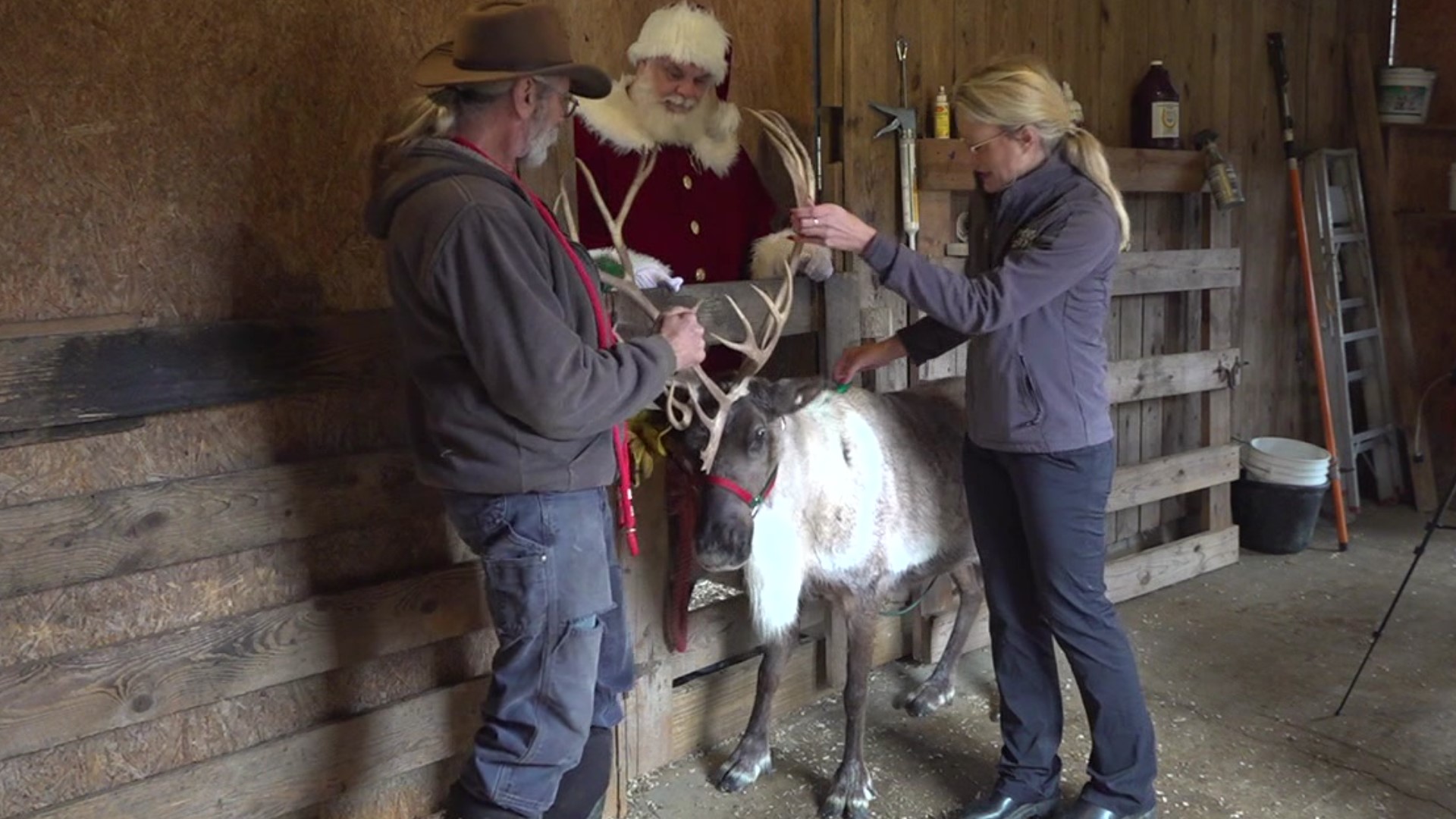 Newswatch 16's Chelsea Strub found a farm in Columbia County where some of Santa's best performers spend their time.