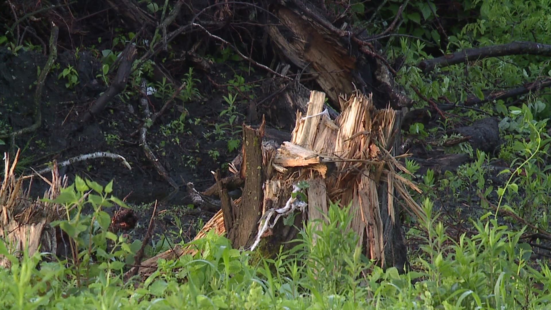 Meteorologists from the National Weather Service in State College are working to determine if Monday's wild weather was a tornado.