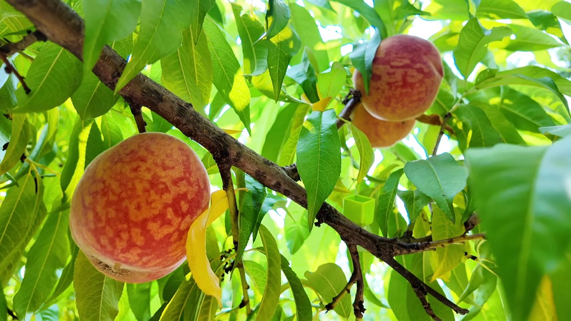 Spring freeze devastates peach crop at Green's Fruit Farm near Elysburg as owners seek alternatives