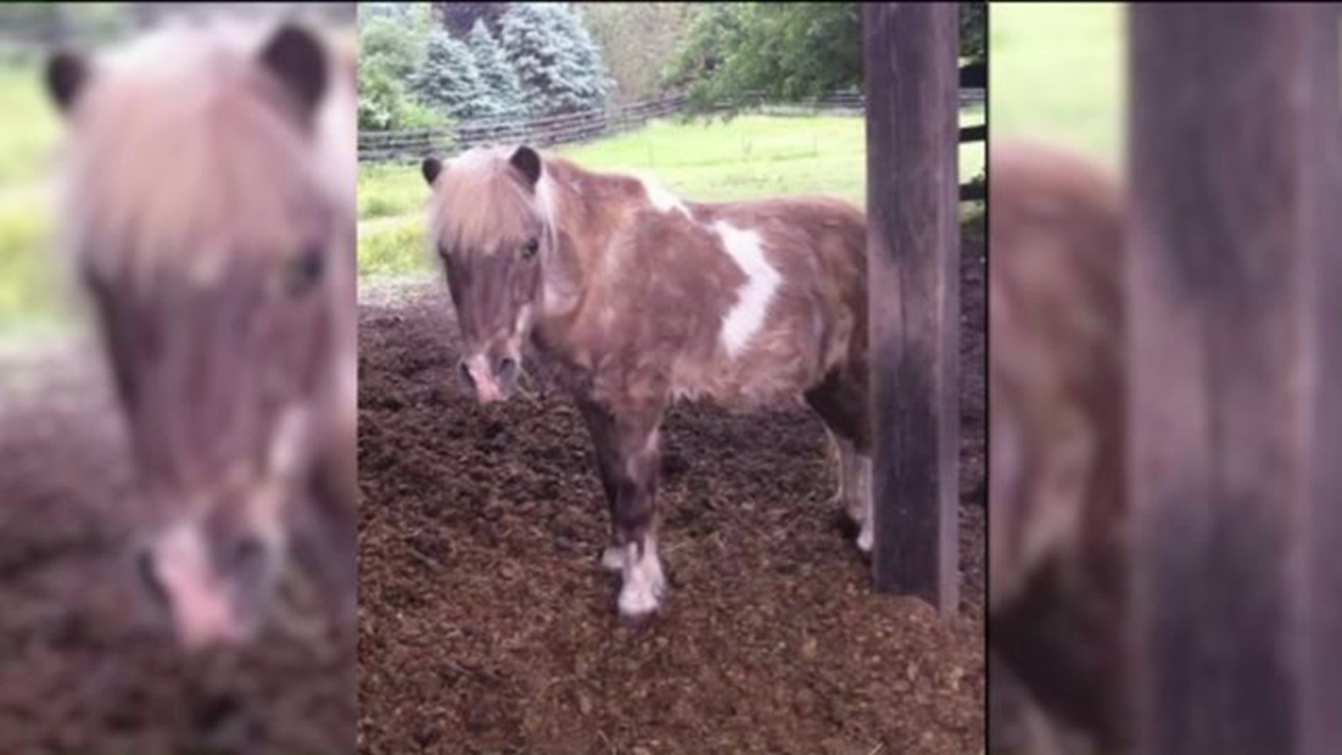Police Investigating Death of Therapy Pony