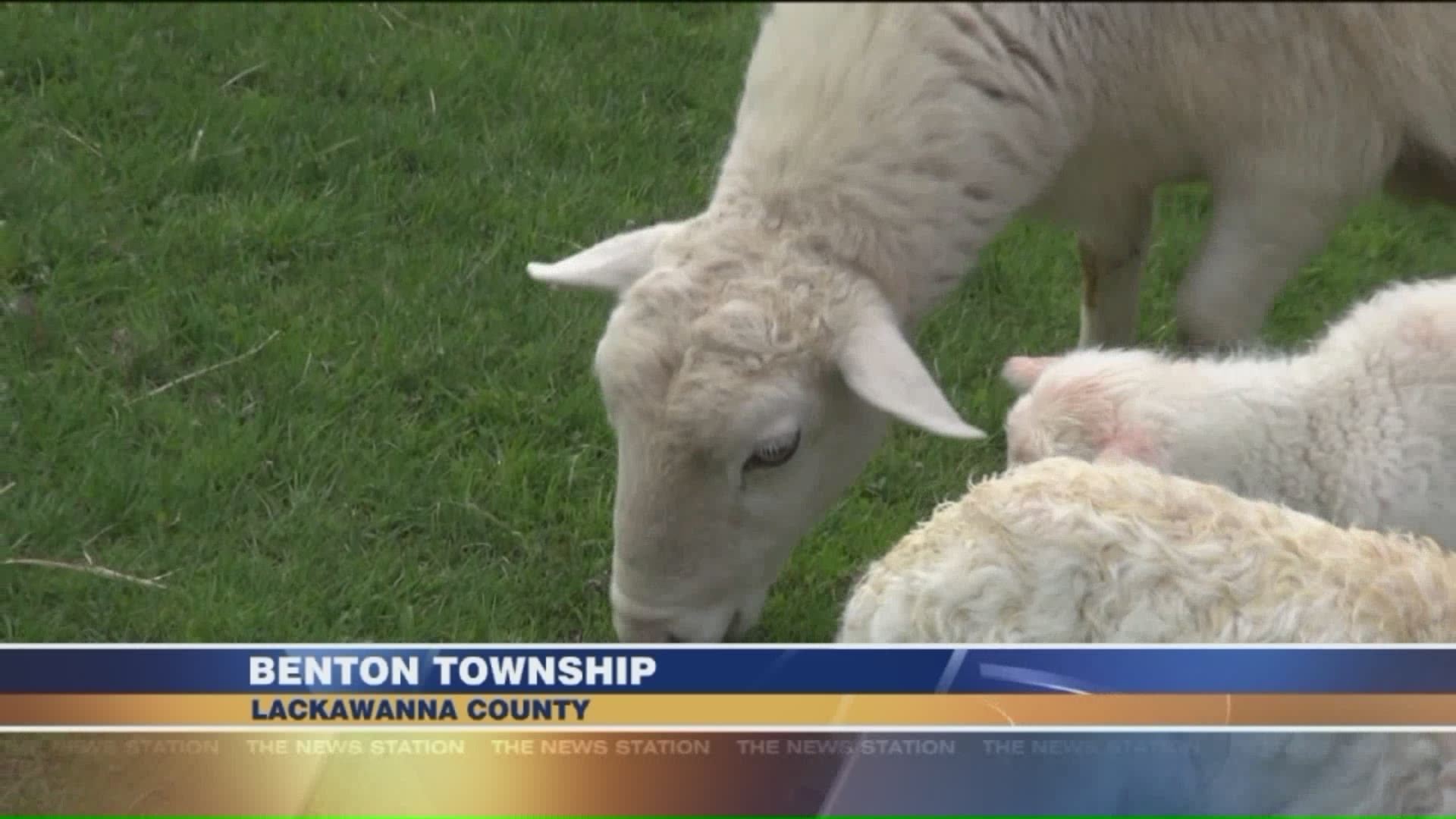 Benton Township Farm Welcomes Lambs for Easter