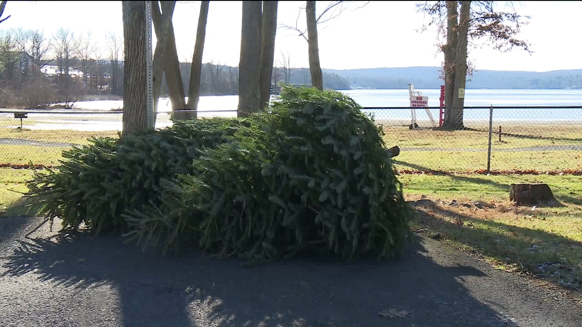 Used Christmas Trees Wanted for Golf Tournament