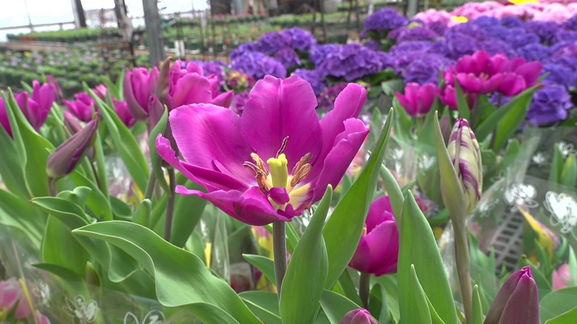 Susquehanna County greenhouse ready for spring | wnep.com