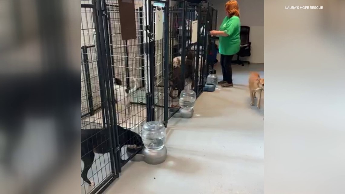 Rescue takes in dogs ahead of Florida storm